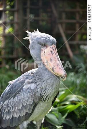 ハシビロコウ 63986377