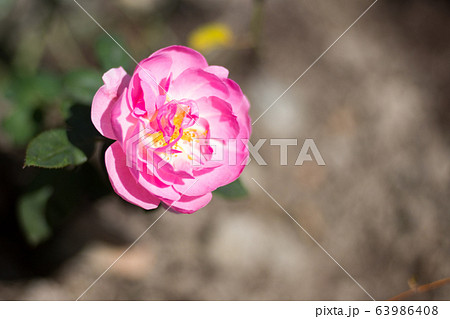 花 フラワー お花 63986408