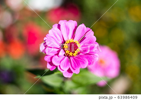 花 フラワー お花 63986409
