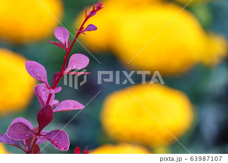 Red leaves of barberry with water drops 63987107