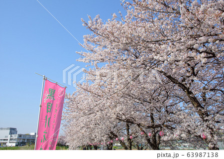 黒目川の桜 63987138