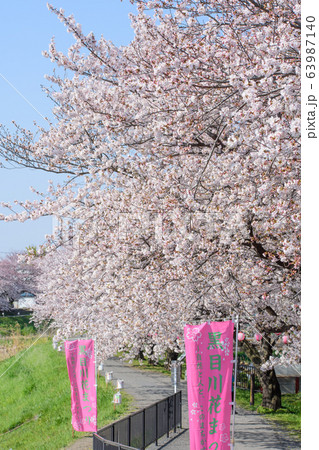 黒目川の桜 黒目川の桜 63987140