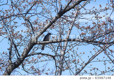 木 花 梅 63987146