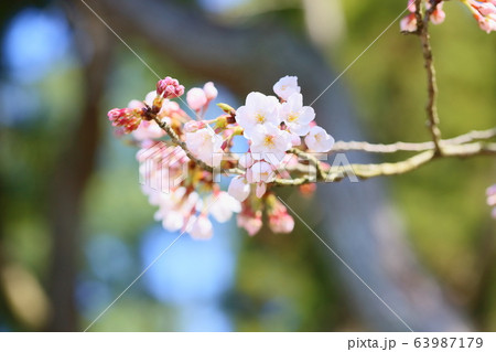 ソメイヨシノ咲き始め 63987179