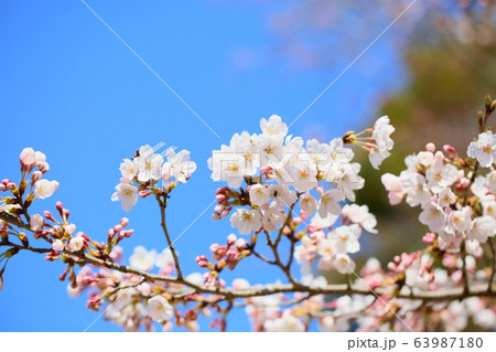 ソメイヨシノ満開 63987180