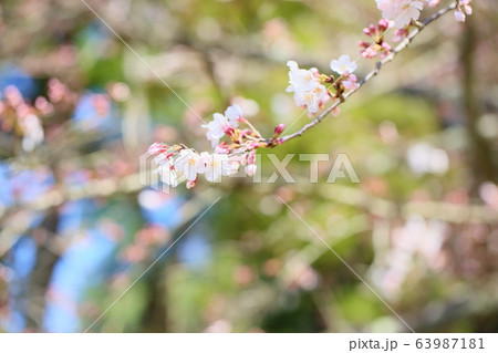 ソメイヨシノ咲き始め 63987181