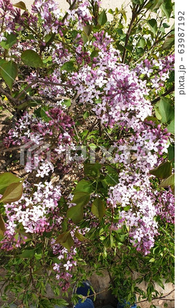 開花 花 木 63987192