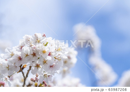 桜 ソメイヨシノ 桜 ソメイヨシノ 63987208