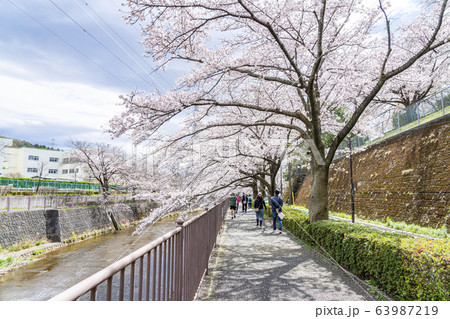【東京都】恩田川　桜 63987219