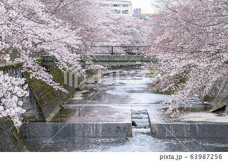 【東京都】恩田川　桜 63987256