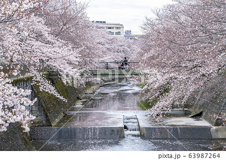 【東京都】恩田川　桜 63987264