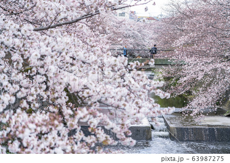 【東京都】恩田川 桜 【東京都】恩田川 桜 63987275