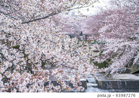 【東京都】恩田川　桜 63987276