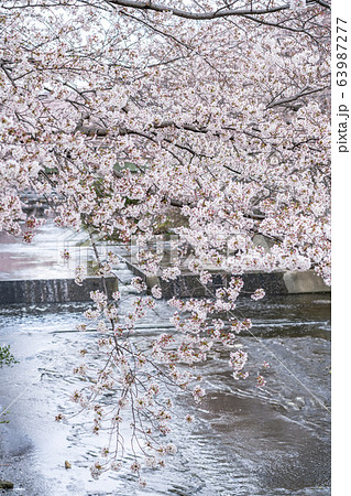 【東京都】恩田川　桜 63987277