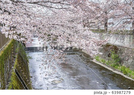 【東京都】恩田川　桜 63987279
