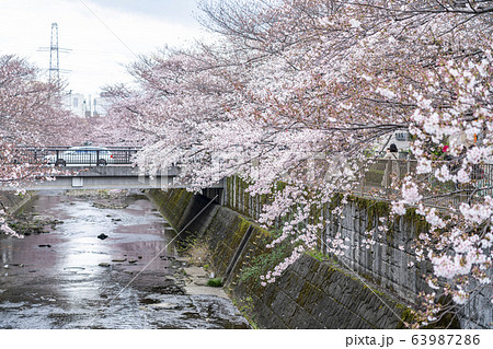 【東京都】恩田川　桜 63987286