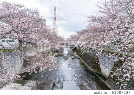 【東京都】恩田川　桜 63987287