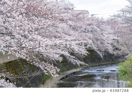 【東京都】恩田川 桜 【東京都】恩田川 桜 63987288