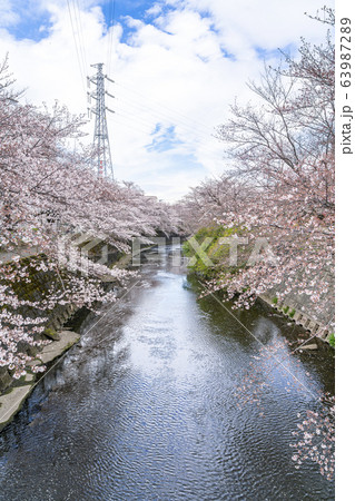 【東京都】恩田川　桜 63987289