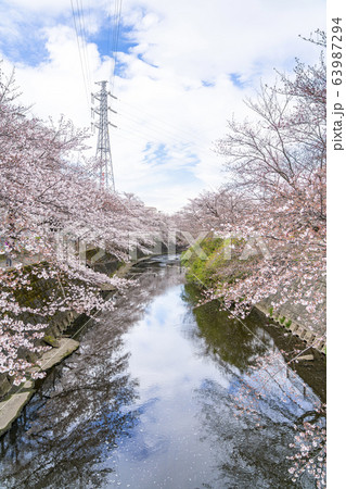 【東京都】恩田川　桜 63987294