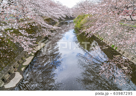 【東京都】恩田川　桜 63987295