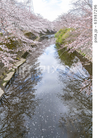 【東京都】恩田川　桜 63987296