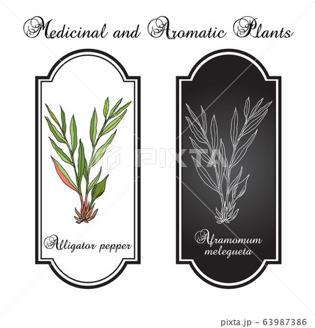 Alligator pepper Aframomum melegueta , or Guinea grains, medicinal plant 63987386