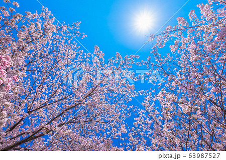 太陽と満開の桜 63987527