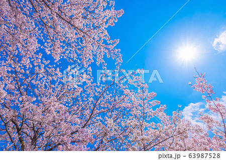 太陽と満開の桜 63987528