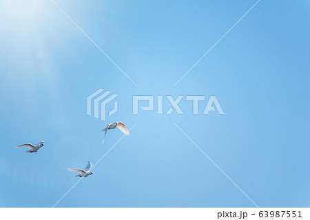 Three white doves fly in a clear blue sky. 63987551