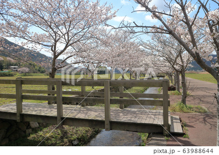 農業者公園の桜(兵庫県太子町) 63988644