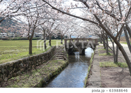 農業者公園の桜(兵庫県太子町) 63988646