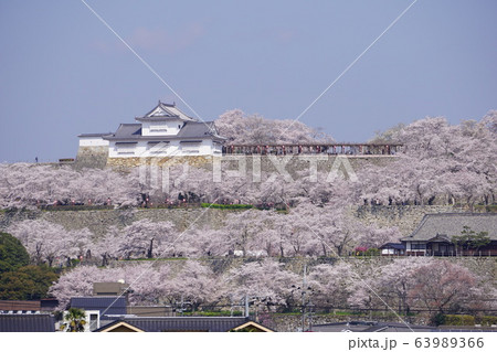 岡山県津山市にある日本さくら名所100選のひとつ「鶴山公園（津山城趾）」 63989366