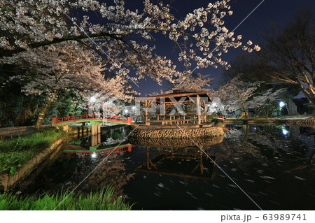 若泉公園の夜桜 63989741