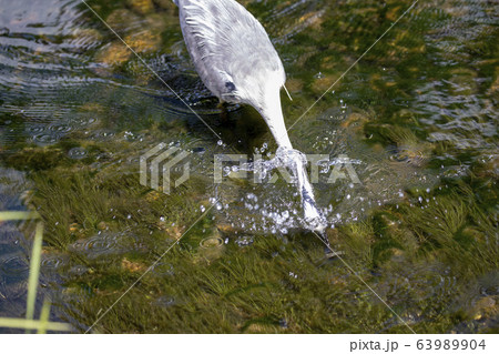 湖のシラサギの捕食の瞬間 63989904