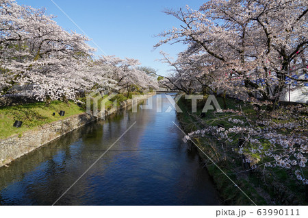 東京都　春　羽村市　羽村取水堰　玉川上水と桜 63990111