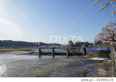東京都　春　羽村市　羽村取水堰 63990119