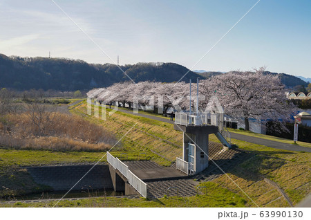 東京都　春　羽村市　羽村取水堰 63990130