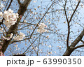 公園の桜【ソメイヨシノ】 63990350