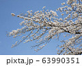 公園の桜【ソメイヨシノ】 63990351