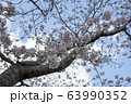公園の桜【ソメイヨシノ】 63990352