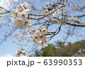 公園の桜【ソメイヨシノ】 63990353