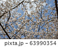 公園の桜【ソメイヨシノ】 63990354