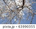 公園の桜【ソメイヨシノ】 63990355