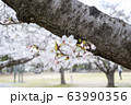 公園の桜【ソメイヨシノ】 63990356