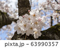 公園の桜【ソメイヨシノ】 63990357