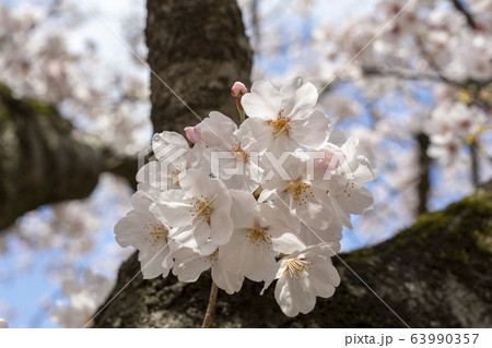 公園の桜【ソメイヨシノ】 63990357