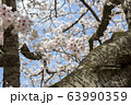 公園の桜【ソメイヨシノ】 63990359