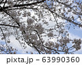 公園の桜【ソメイヨシノ】 63990360