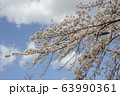 公園の桜【ソメイヨシノ】 63990361